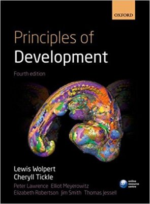 principles of development