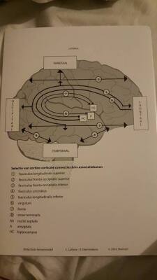 Hersenfiches Gedragsneurowetenschappen