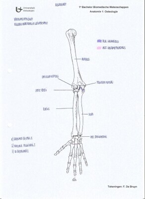 Osteologie: Practicumatlas