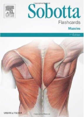 Sobotta Flashcards Muscles 1st Edition